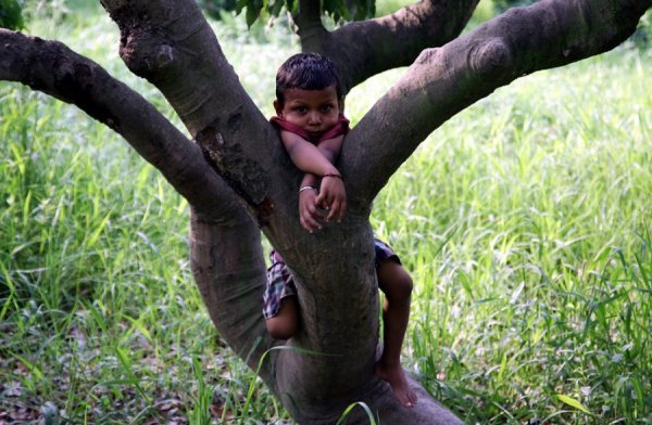 Дитина сидить на дереві лічі (Джамма, Індія)