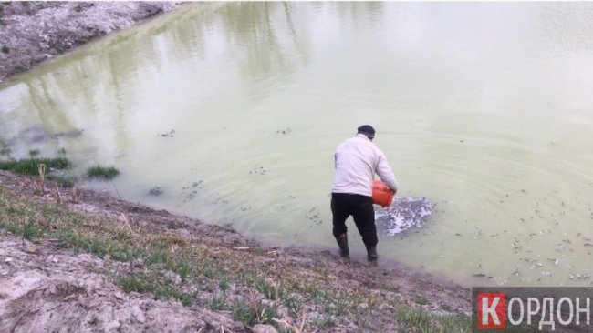 Коропи, товстолоби, карасі: на Волині у водойми випустили чимало риби