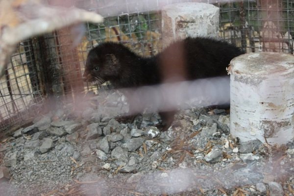 Мешканцями зоопарку в Луцьку стали символи 2016 року
