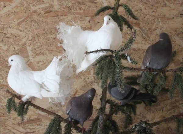 Мешканцями зоопарку в Луцьку стали символи 2016 року