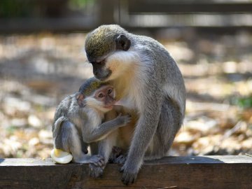 У Луцькому зоопарку побудують нові вольєри 