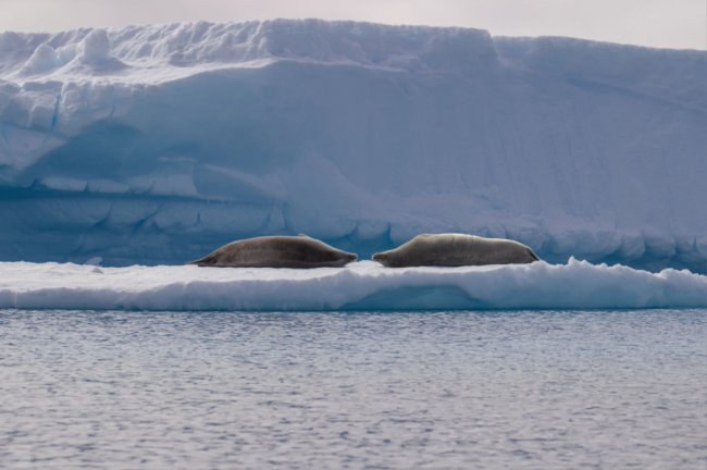 Антарктичні зізнання в коханні: полярники показали романтичні світлини крижаного континенту