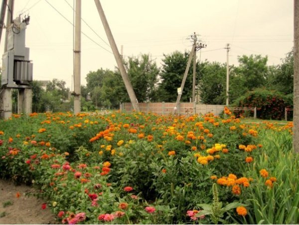 У Луцьку заквітчали трансформатор. ФОТО