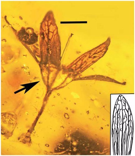 У шматку бурштину виявили квітку, якій 100 мільйонів років
