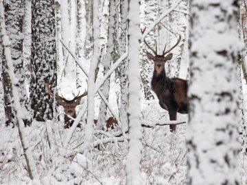 Показали, як зимують мешканці нацпарку «Цуманська пуща». ФОТО
