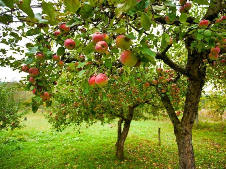Стара яблуня знову рясно плодоноситиме: встигніть зробити це до настання зими
