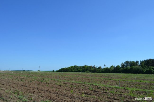 Горіховий рай: як на Волині плекають «смачну і корисну» плантацію