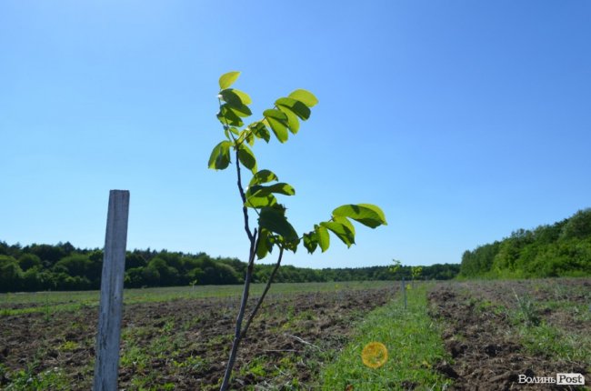 Горіховий рай: як на Волині плекають «смачну і корисну» плантацію