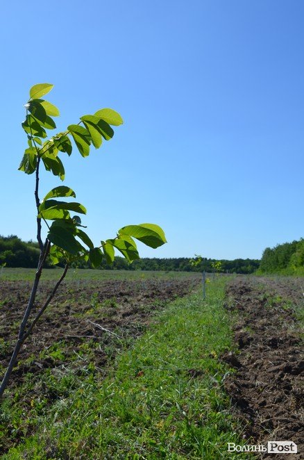 Горіховий рай: як на Волині плекають «смачну і корисну» плантацію