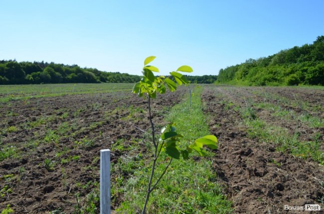 Горіховий рай: як на Волині плекають «смачну і корисну» плантацію