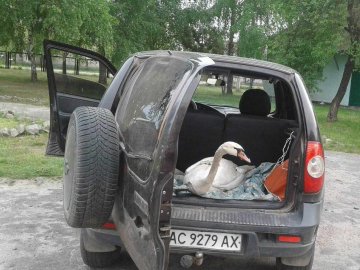 На Волині небайдужі допомогли врятувати лебедя. ВІДЕО