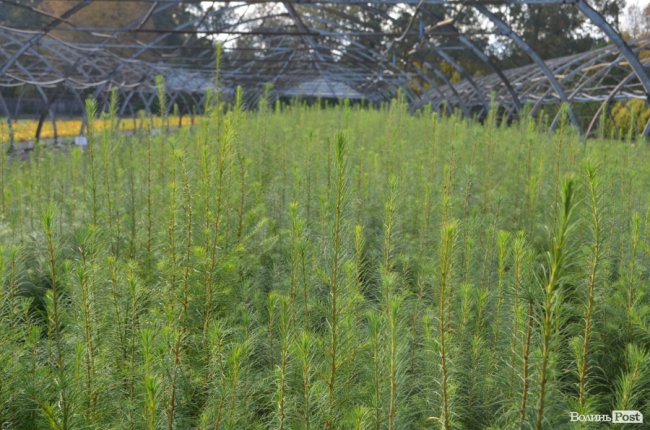 Поляків вражає робота волинських селекційних розсадників