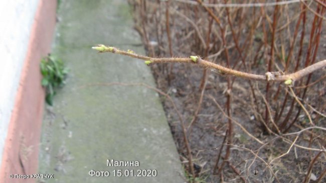Аномальна зима: на Волині зацвіли підсніжники і айва 