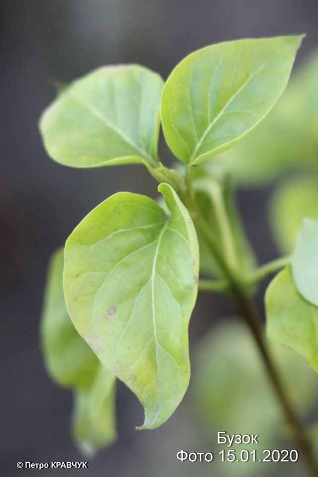 Аномальна зима: на Волині зацвіли підсніжники і айва 