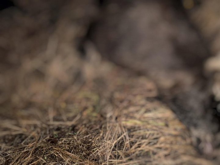 На Волині знайшли вбиту самку лося