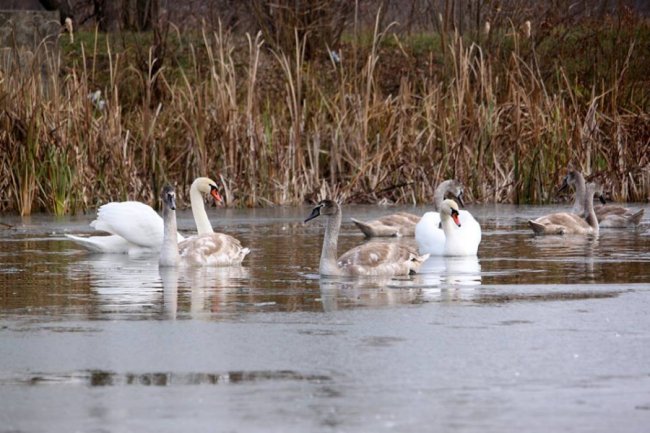 Як на волинському озері зимують лебеді. ФОТО