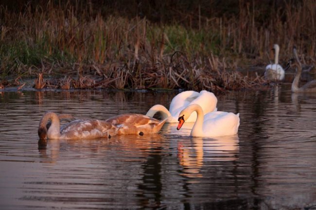 Як на волинському озері зимують лебеді. ФОТО