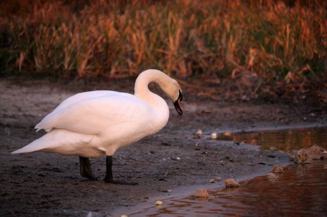 Як на волинському озері зимують лебеді. ФОТО