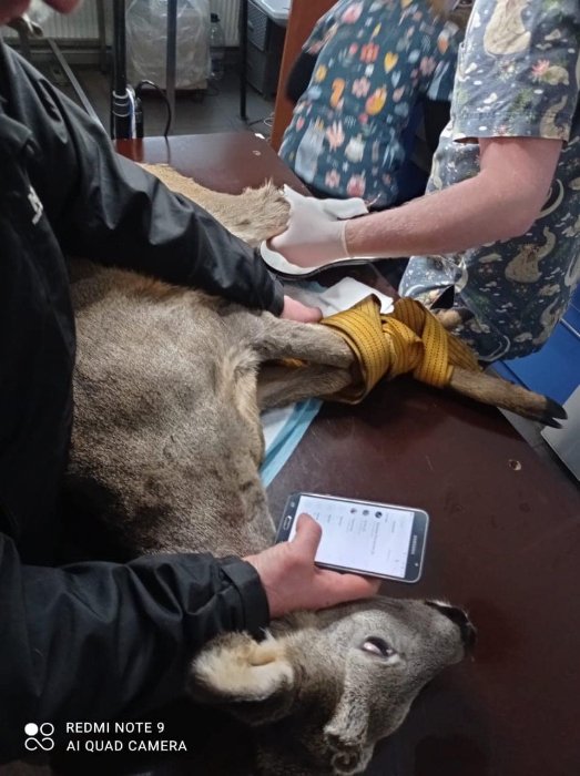 Волинські муніципали шукали зниклого чоловіка, а знайшли козлика в капкані. ФОТО
