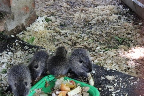 Жителів луцького зоопарку побільшало. ФОТО