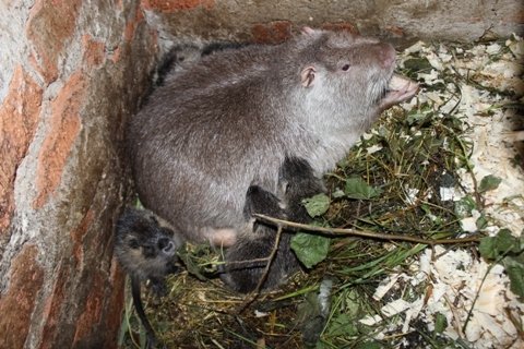 Жителів луцького зоопарку побільшало. ФОТО