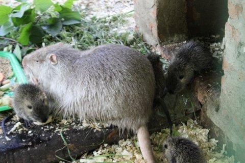 Жителів луцького зоопарку побільшало. ФОТО