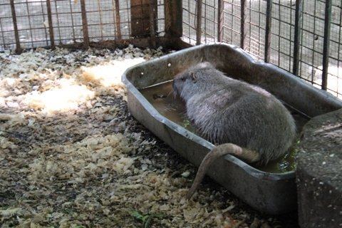 Жителів луцького зоопарку побільшало. ФОТО