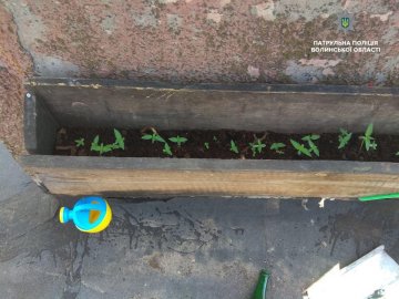 У Луцьку чоловіки влаштували «наркооранжерею» на даху будинку. ФОТО