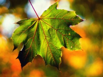 Погода в Луцьку та Волинській області на завтра, 1 вересня