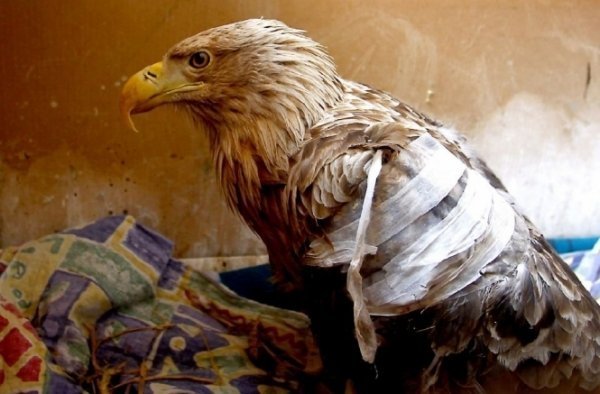 Третє місце в категорії природи. Поранений білоголовий орлан. Щецин, Польща, 9 квітня 2013. Фото: Andrzej Szkocki