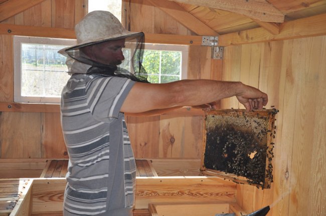 Волинський пасічник поселив бджіл у хатину на колесах. ФОТО