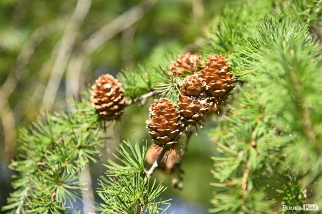Там, де народжуються ліси: луцькі молодята влаштували фотосесію у селекційному центрі. ФОТО