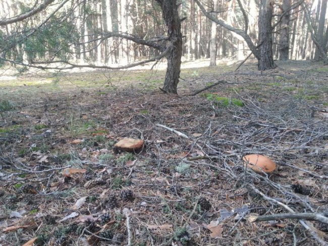 Лучанка похизувалася грибним «уловом». ФОТО