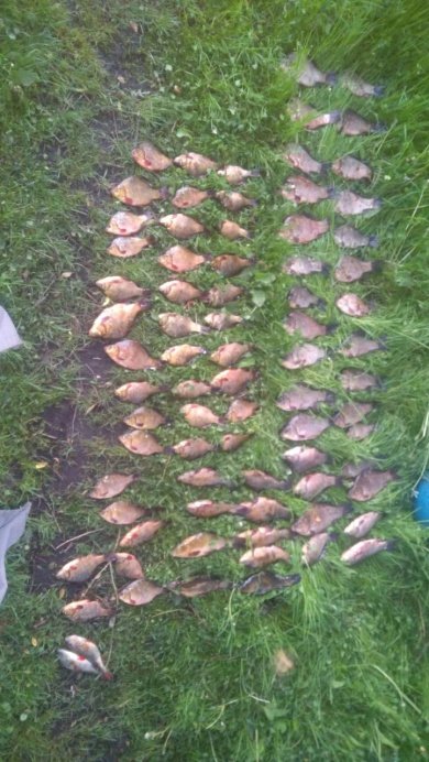 «Рибні» браконьєри Волині в цифрах: скільки порушників зловили у 2018 році