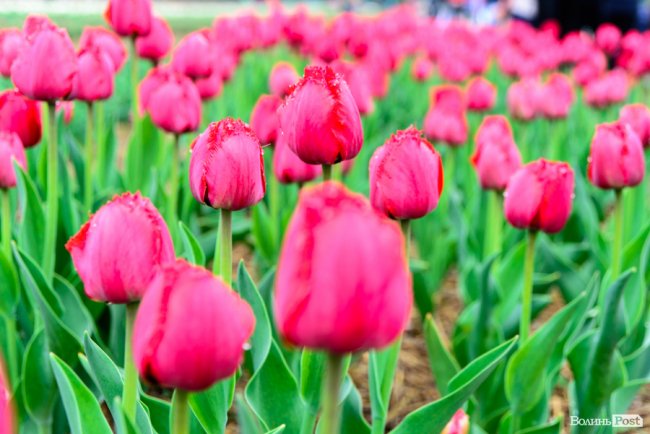 Попри негоду «Волинська Голландія» гостинно зустрічає гостей. ФОТО