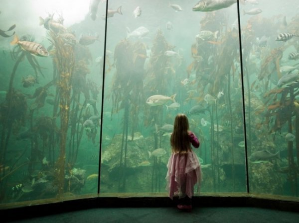 Акваріум двох океанів, Кейптаун