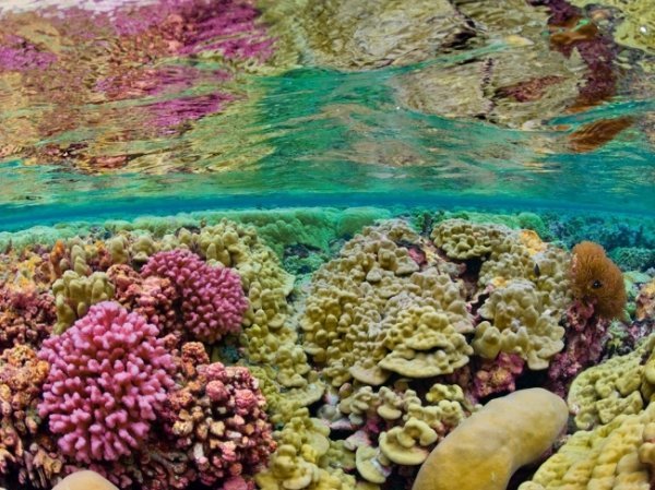 Риф Кінгмен, Тихий океан