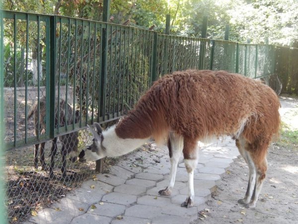 Як дружать жителі Луцького зоопарку. ФОТО