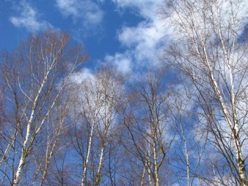 Синоптики прогнозують  дощі та похолодання