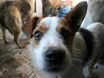 У Луцьку притулок для собак можуть розширити за 3 мільйони гривень