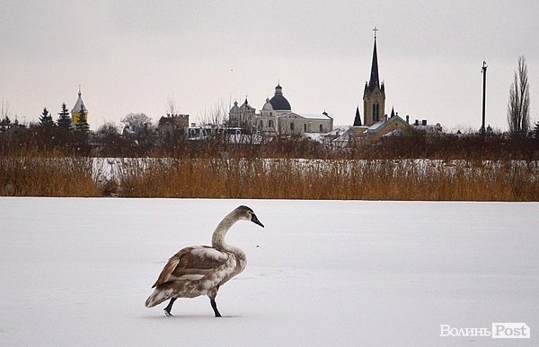 У січні в Луцьку на замерзлій річці оселився лебідь. Згодом його, аби врятувати від морозів, забрали до зоокуточка