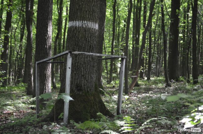 Коркове дерево та величні дуби: як на Волині приживаються «незвичні» дерева