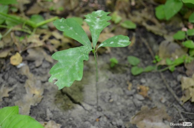 Коркове дерево та величні дуби: як на Волині приживаються «незвичні» дерева