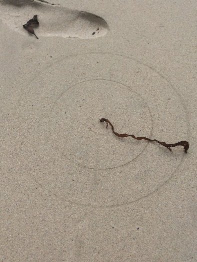 Водорості намалювали ідеальні концентричні кола