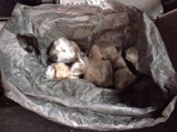 Митники Волині затримали контрабандну вогнепальну зброю. ФОТО