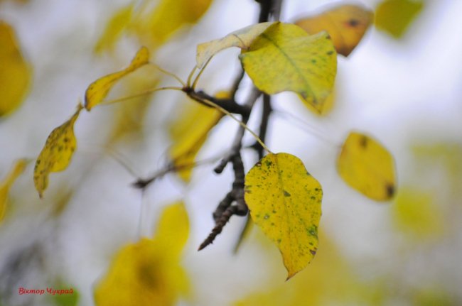 Пізня осінь крізь призму об'єктива: луцький фотограф поділився атмосферними світлинами 