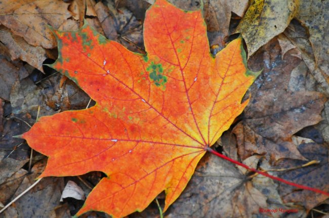 Пізня осінь крізь призму об'єктива: луцький фотограф поділився атмосферними світлинами 