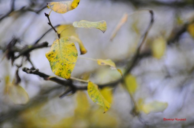 Пізня осінь крізь призму об'єктива: луцький фотограф поділився атмосферними світлинами 