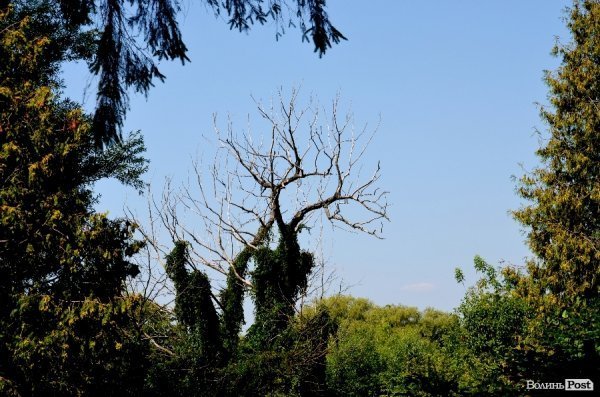 На кладовищі Луцька повалені пам'ятники, а могили заросли чагарниками. ФОТО