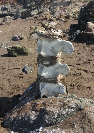  Це фрагмент спинного хребта кита